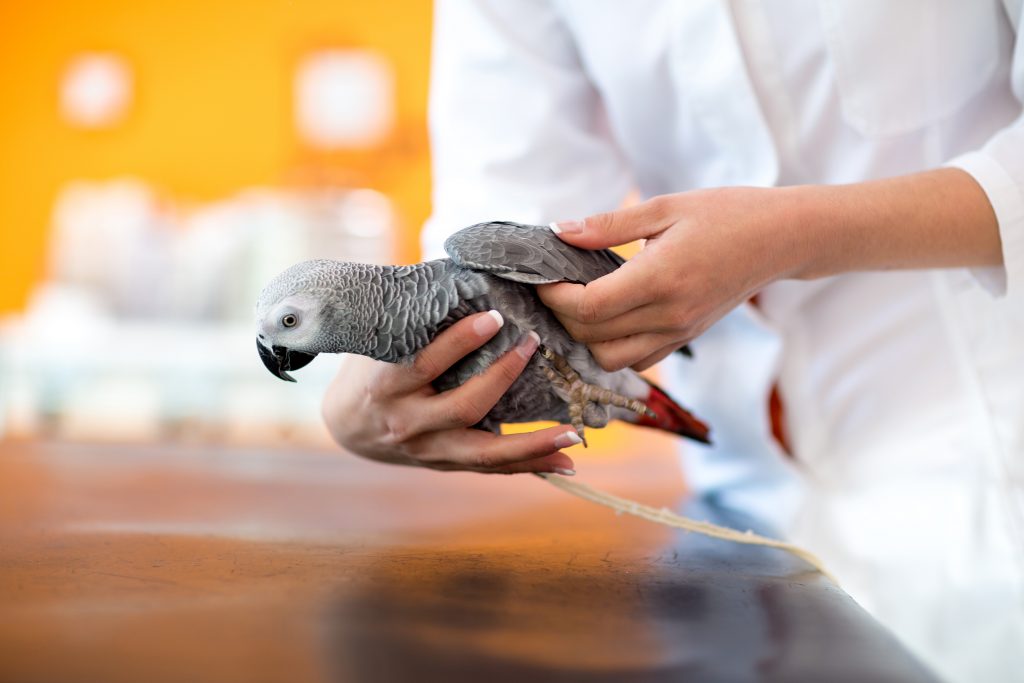 Grey parrot being handled